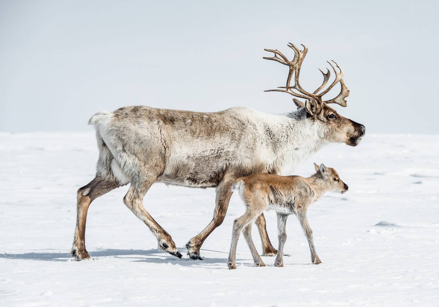 Reindeer With Offspring Plakat