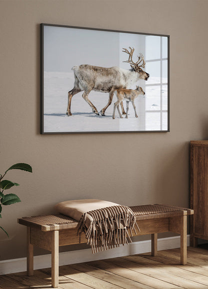 Reindeer With Offspring Plakat