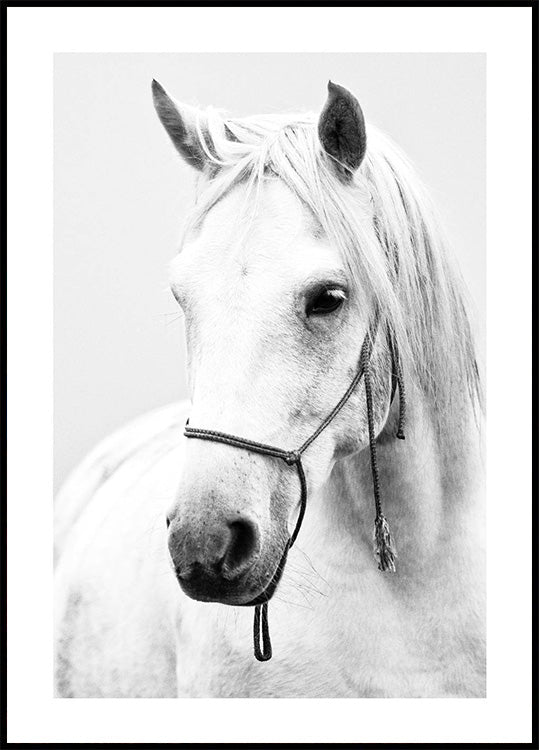 White Stallion Horse Plakat