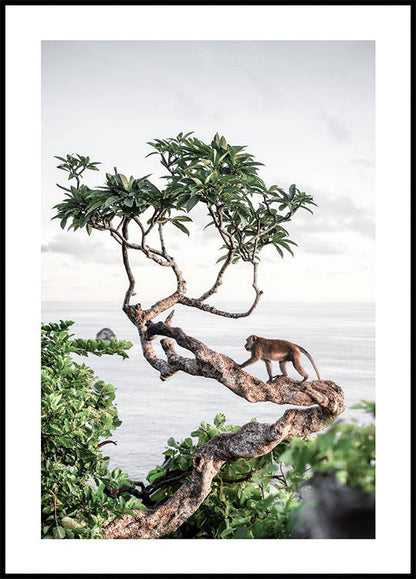 Monkey in Tree Plakat