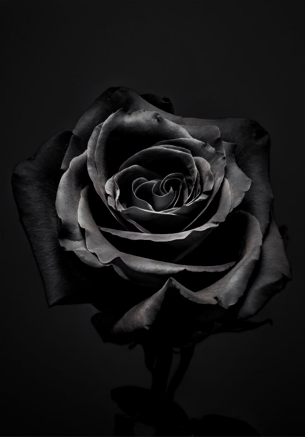 Black Rose Plakat - Posterbox.no