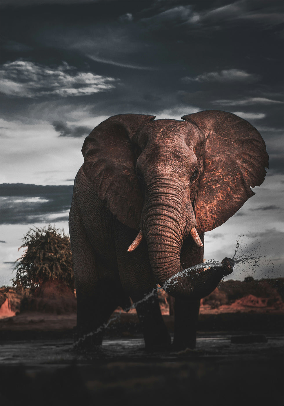 Majestic Elephant in Nature Plakat