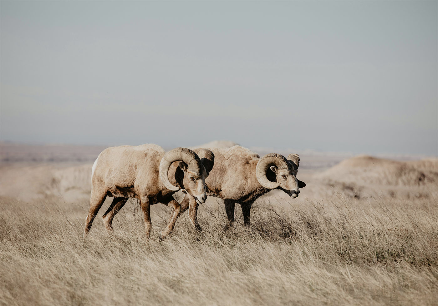 Bighorn Sheep in Field Plakat