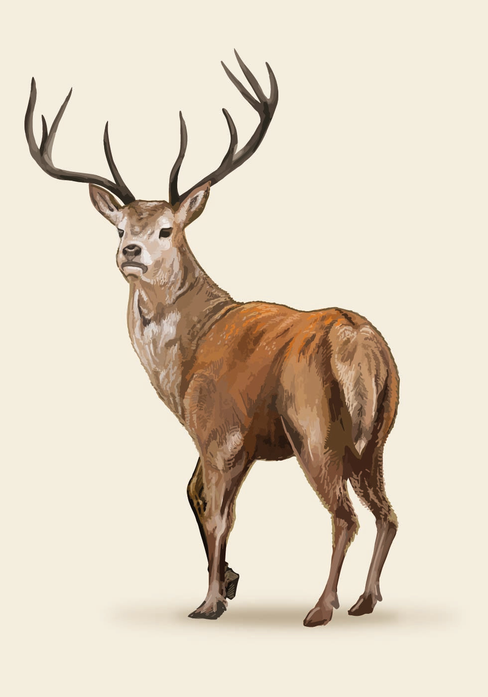 Brown Deer Plakat