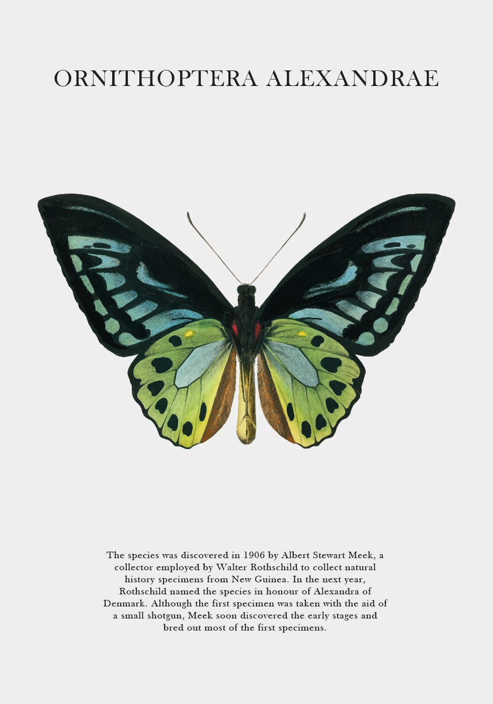 Butterfly Display Plakat