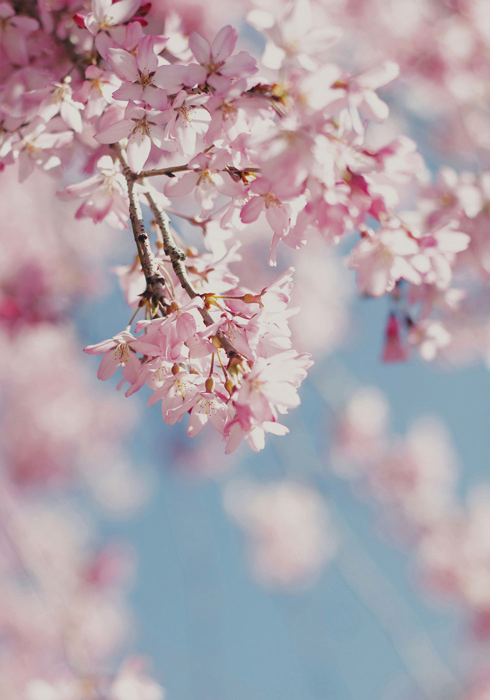 Cherry Blossom Plakat