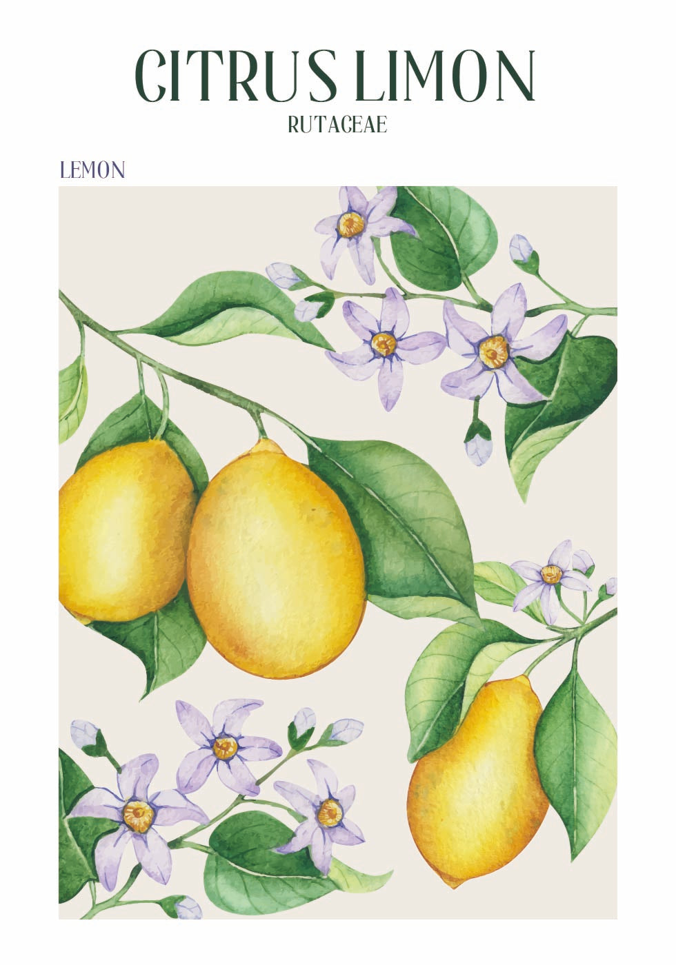 Citrus Limon Plakat