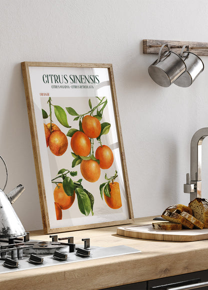 Citrus Sinensis Plakat