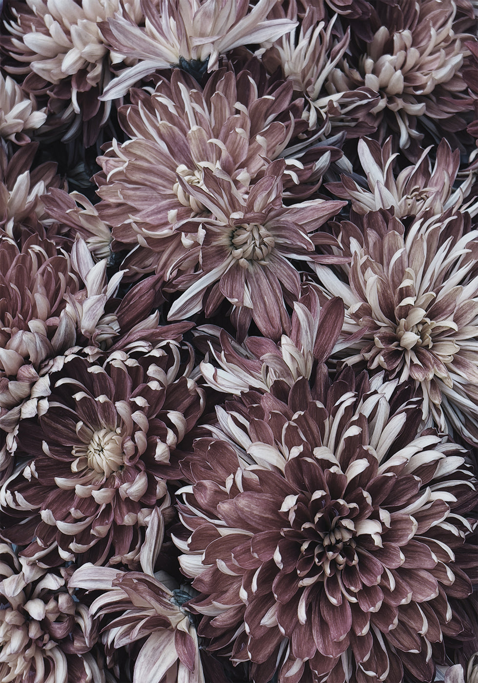 Dahlias Plakat