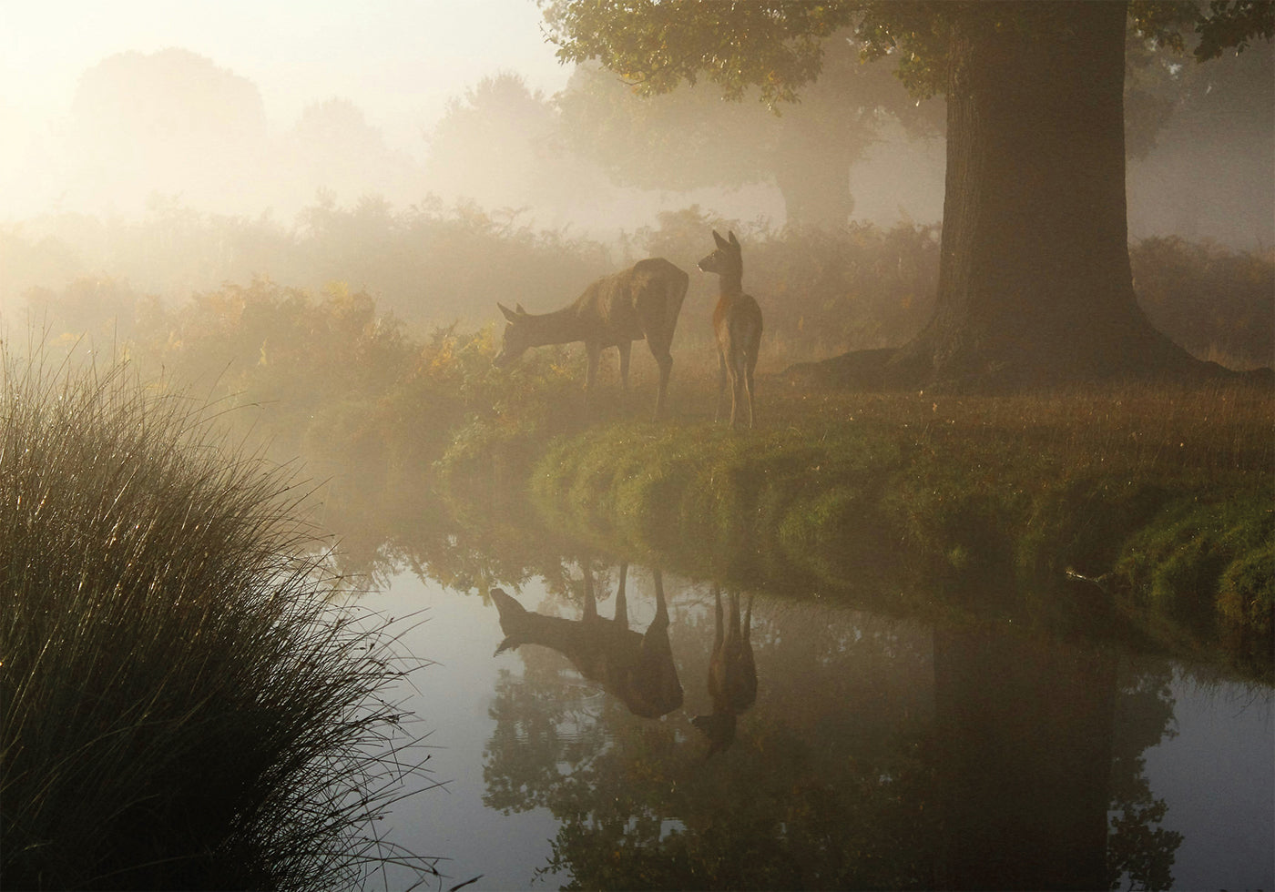 Deer In Mist Plakat