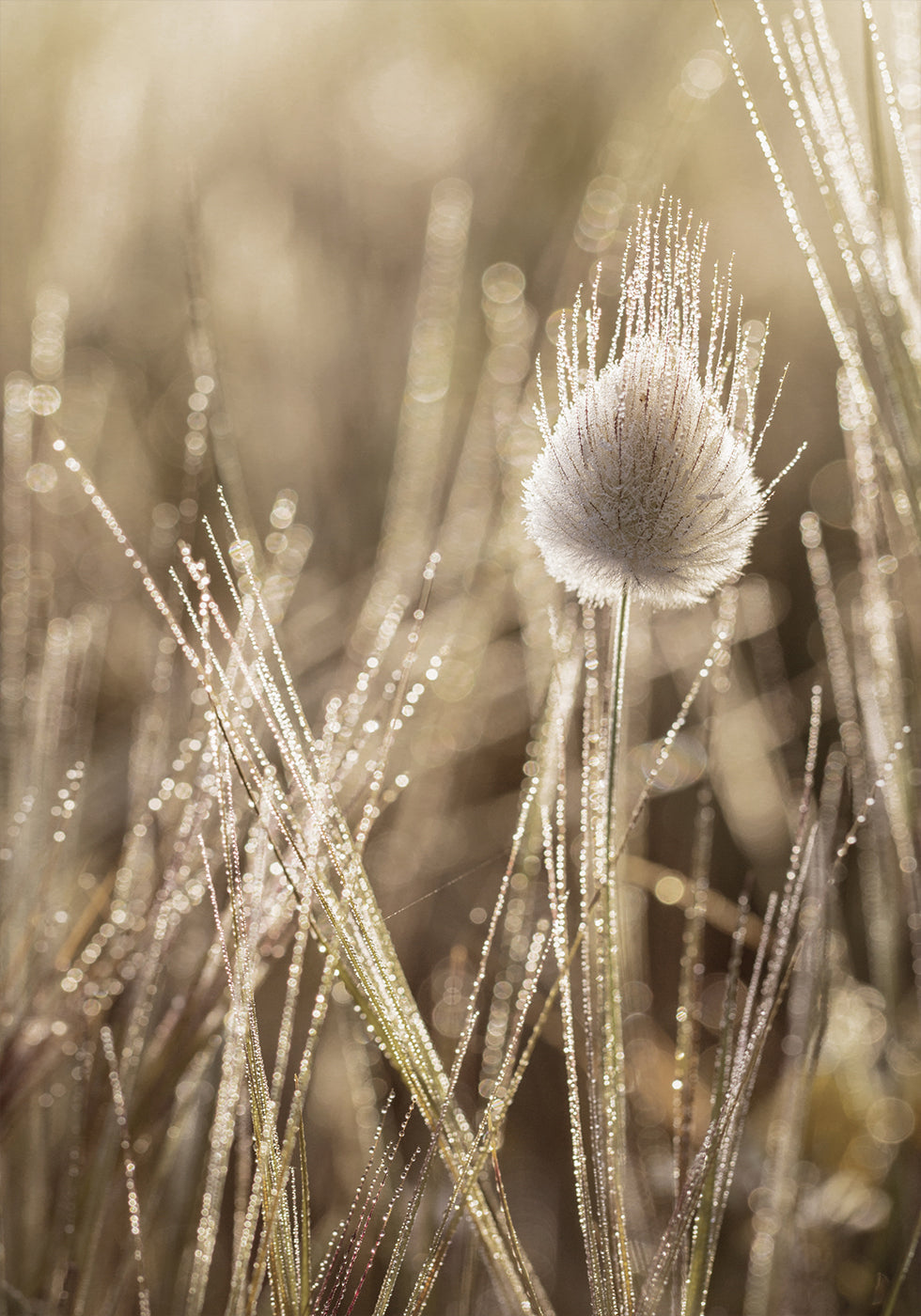 Dew-Covered Lagurus Plakat