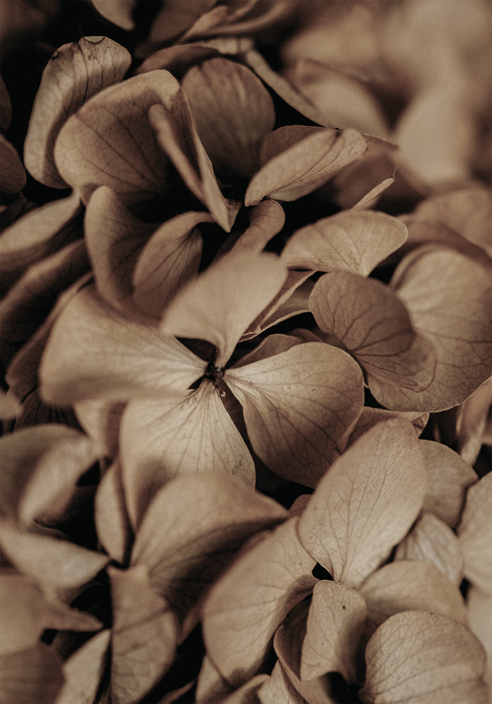 Dried Hydrangea Plakat