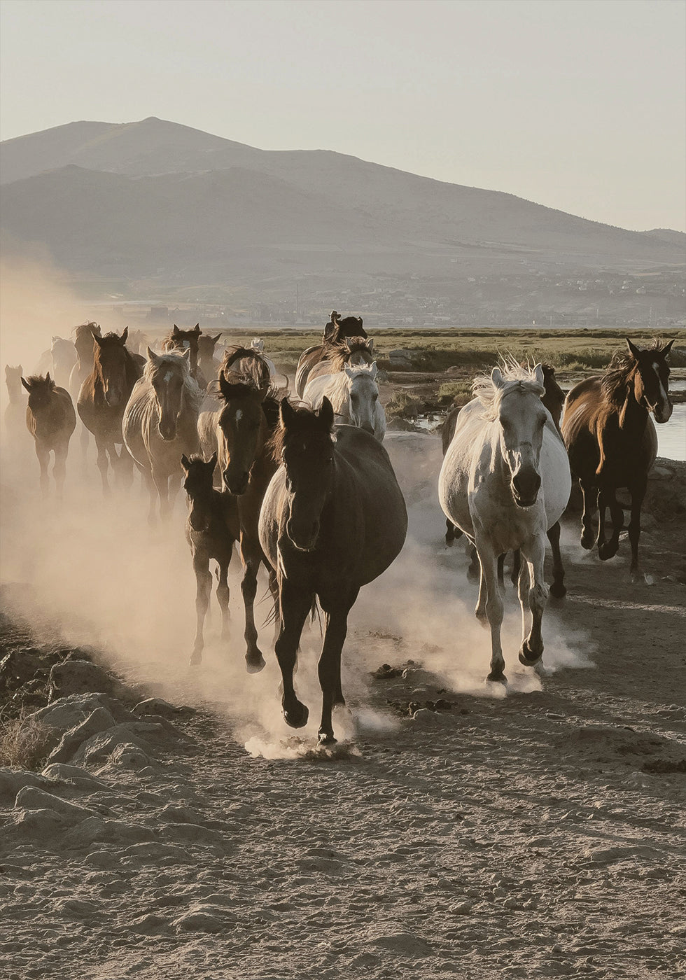 Flock of Wild Horses Plakat