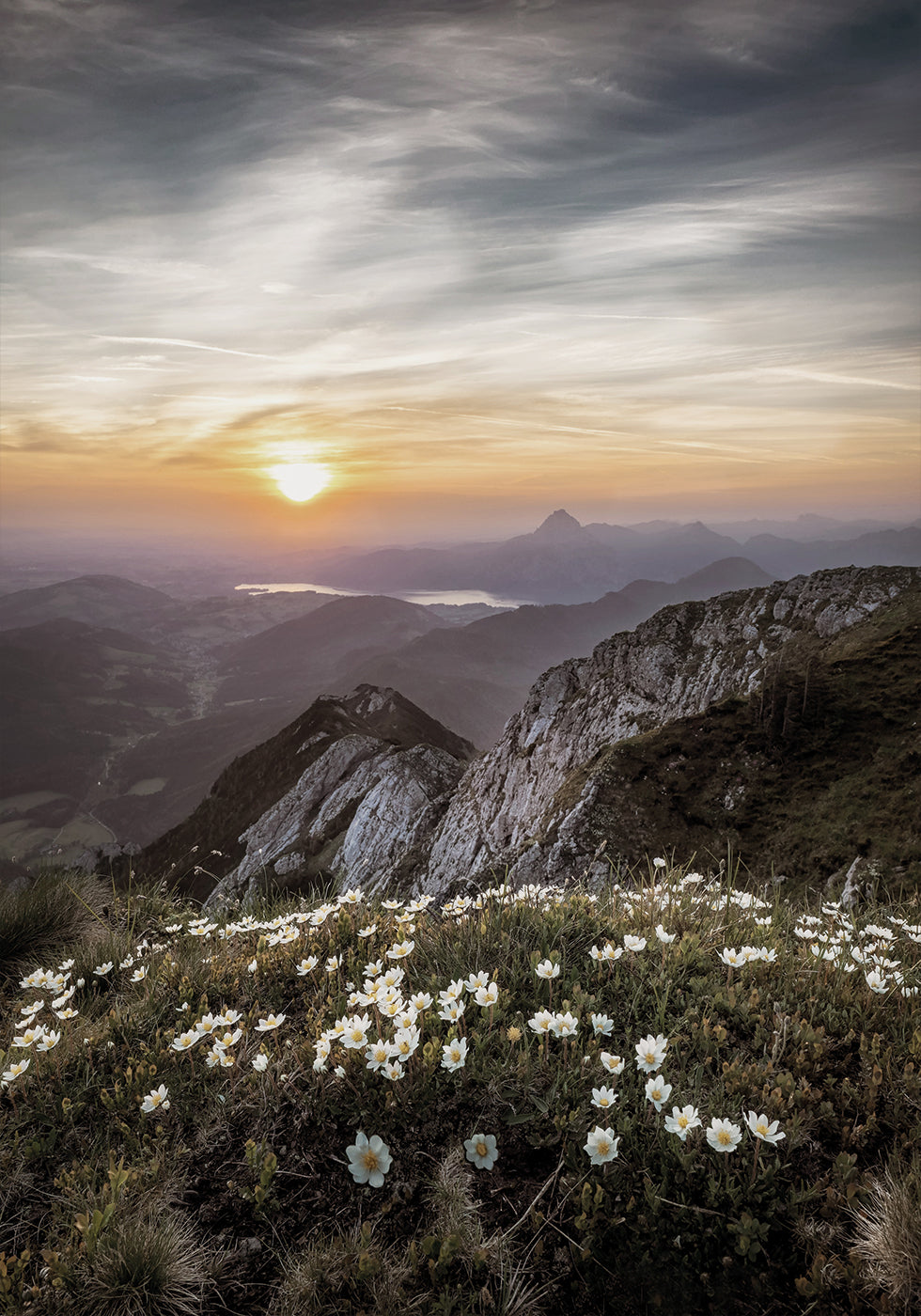 Flowers On The Mountain Plakat