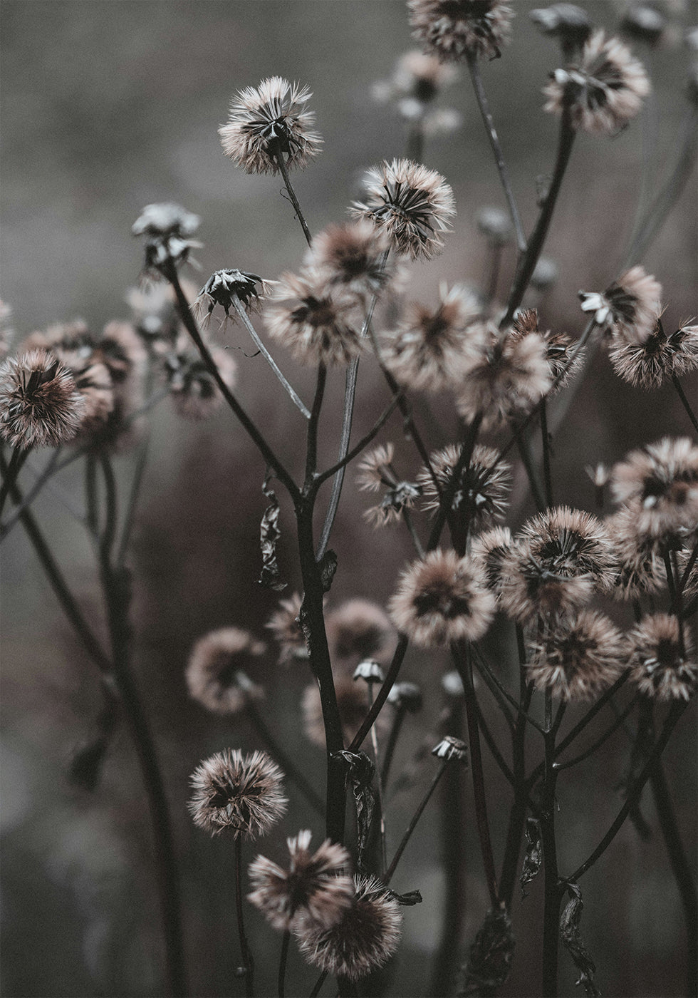 Forest Flowers Plakat