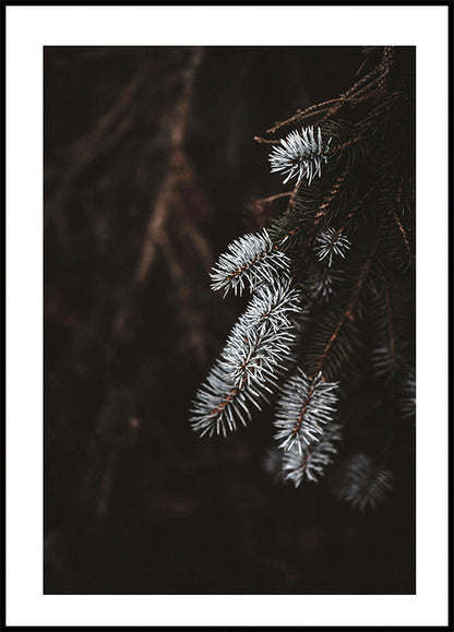 Fir Needle In White Plakat