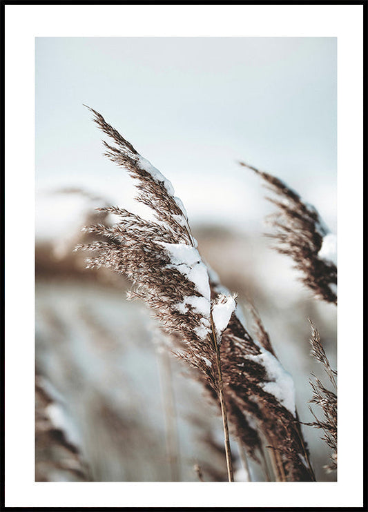 Winter Reed Plakat