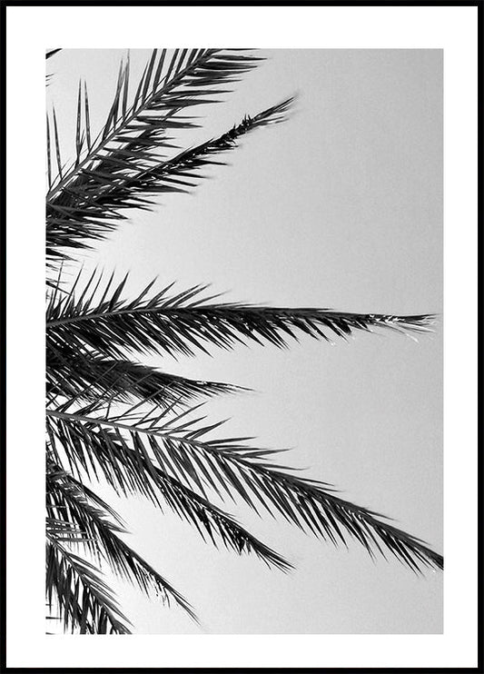 Palm Leaves Plakat