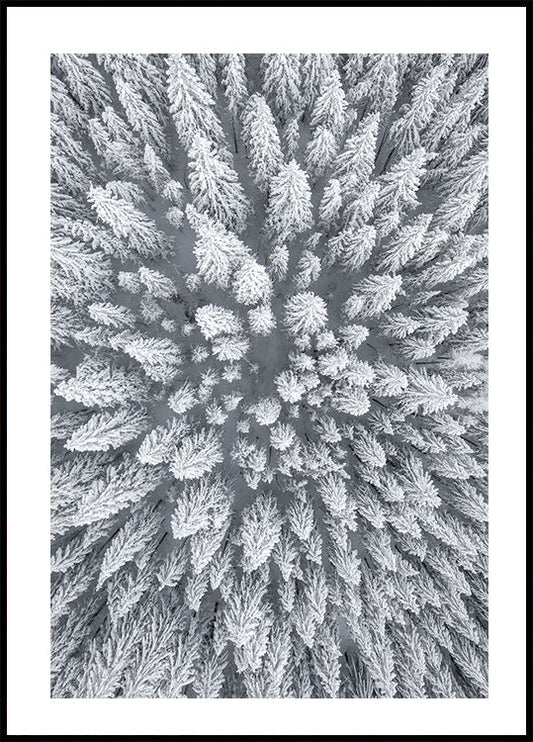 Snow Forest Aerial Plakat