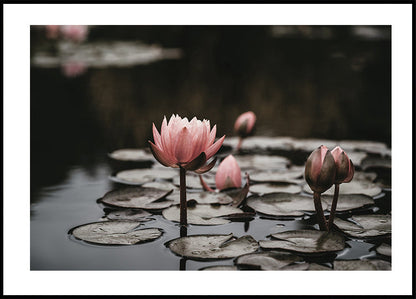 Pink Lotus Flowers Plakat