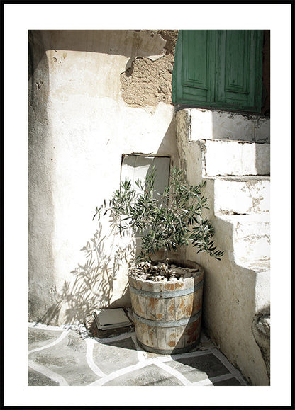 Charming Olive Tree in a Rustic Setting Plakat