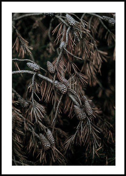 Tree Cones Plakat