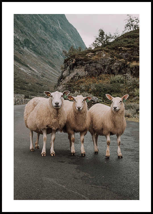 Three Sheep Plakat