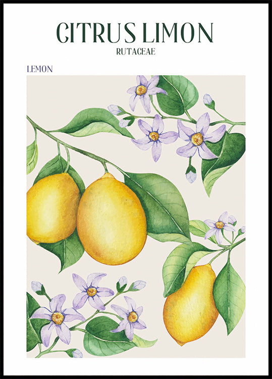 Citrus Limon Plakat