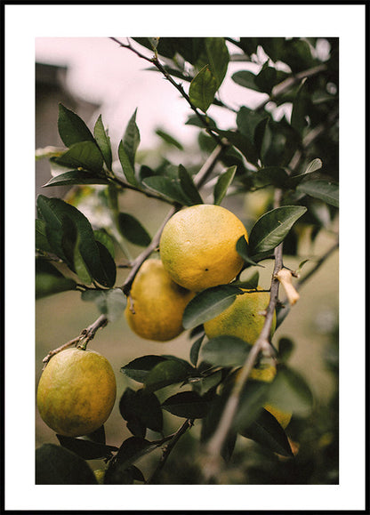 Lemons Tree Plakat