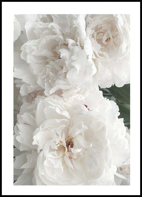 Bouquet Of White Peonies Plakat