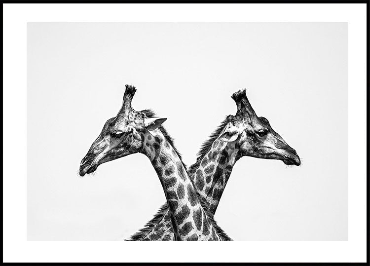 Two Giraffes Plakat