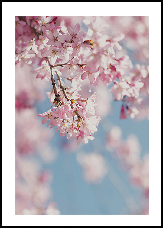 Cherry Blossom Plakat