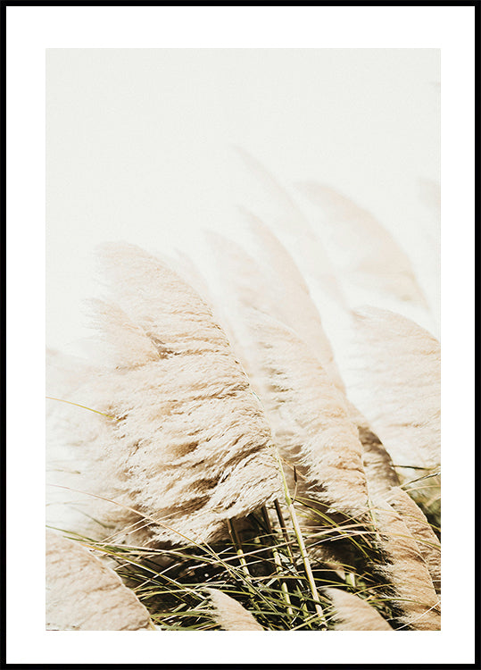 Pampas Grass Plakat