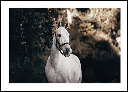 White Horse Plakat