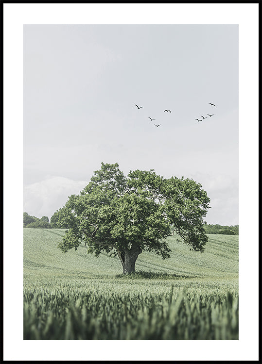 Green Tree In The Field Plakat