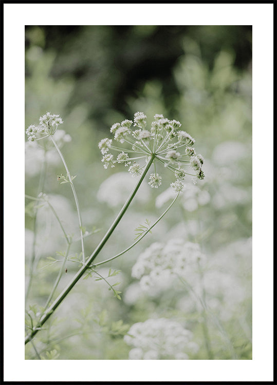 White Flowers Plakat