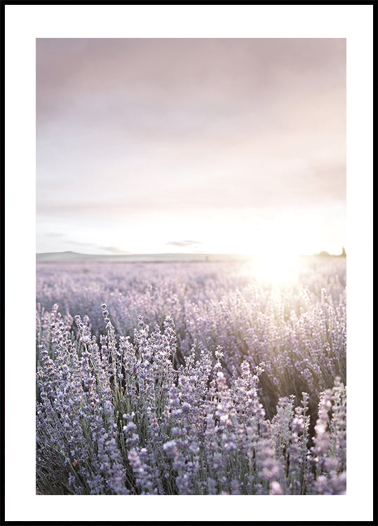 Sunset Sky Over Lavender Field Plakat