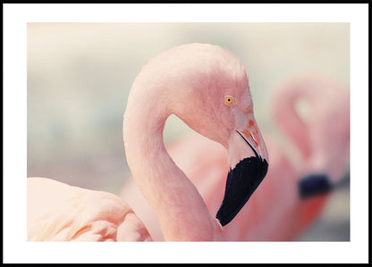 Flamingo Profile Plakat