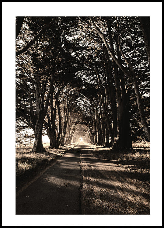 Road Amidst Trees Plakat