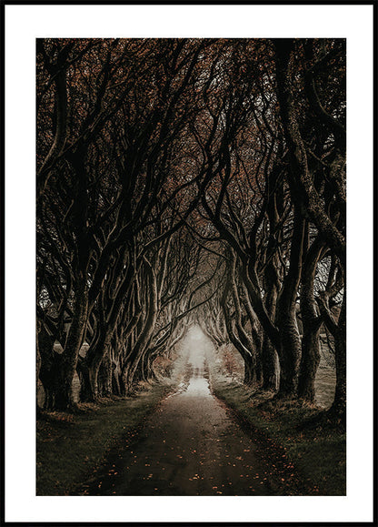 Road Through The Dark Hedges Plakat