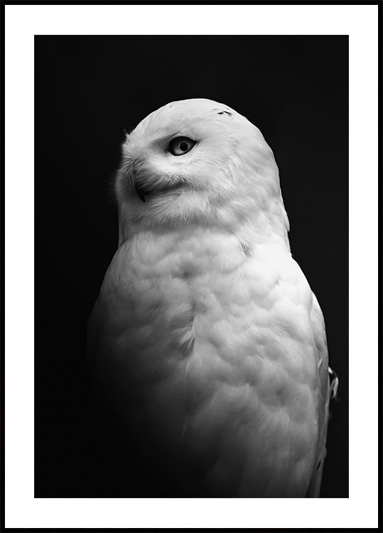 Owl B&W Plakat