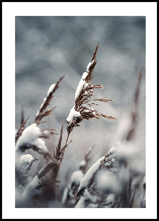 Winter Reed Plakat