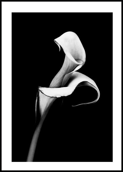 Calla Lily Plakat