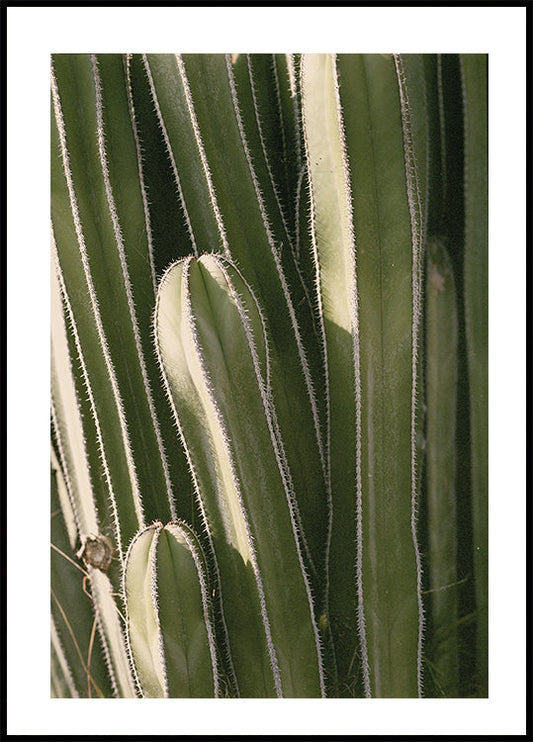 Cactus Plakat