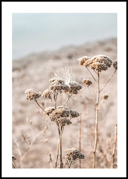 Dried Flowers Plakat