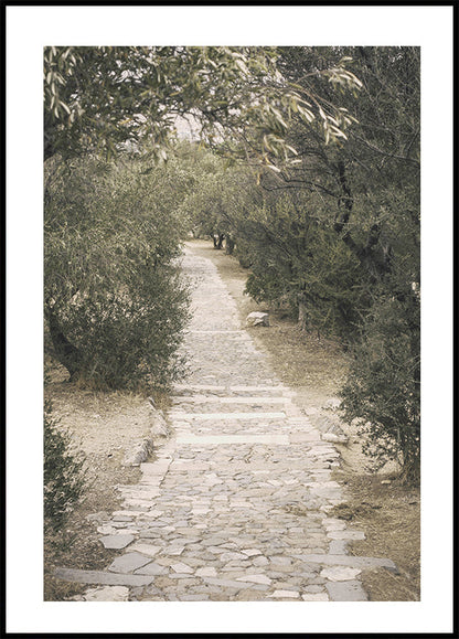 Trail in the Olive Garden Plakat