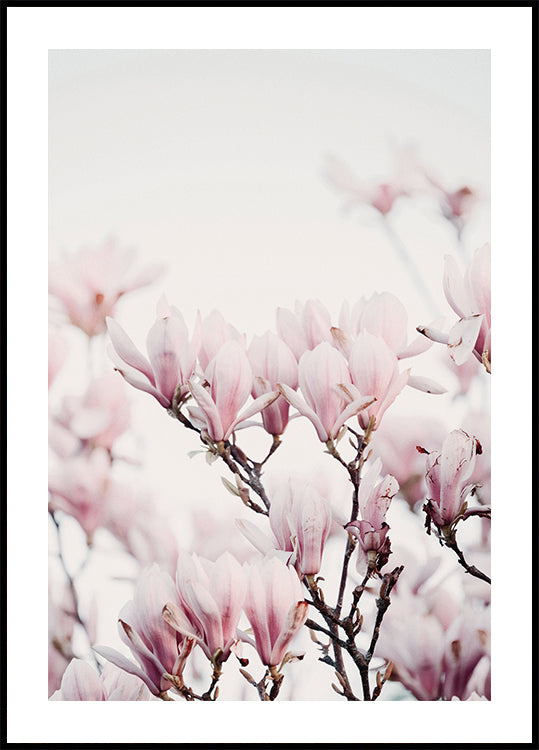 Magnolia Blossom Plakat