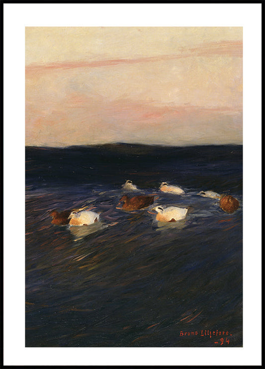 Eider Ducks By Bruno Liljefors Plakat