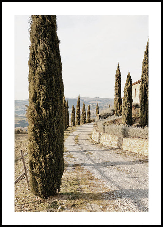 Tuscan Cypress Street Plakat