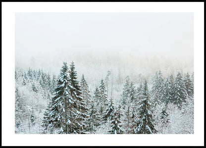 Snowy Fir Forest Plakat